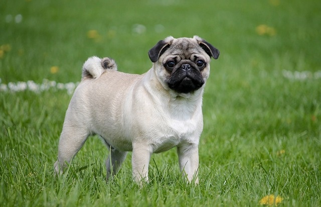 pug-2035675_640