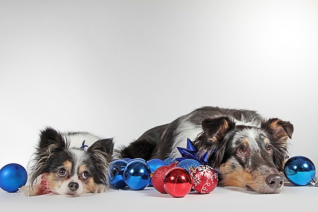 dogs-3091321_640 dogs-3091321_640