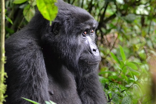 gorilla-3944127_640 gorilla-3944127_640
