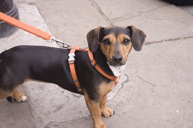 dog-709328_640 dog-709328_640