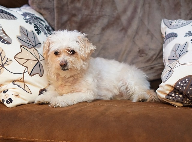 bichon-frise-poodle-mix-4340350_640 bichon-frise-poodle-mix-4340350_640