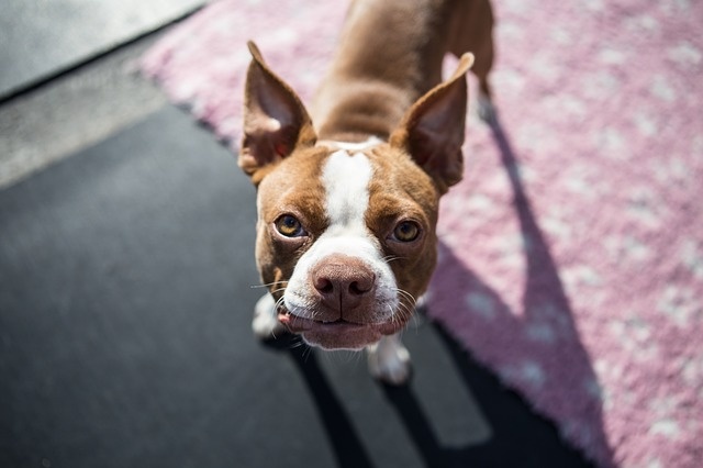 boston-terrier-pup-1752894_640