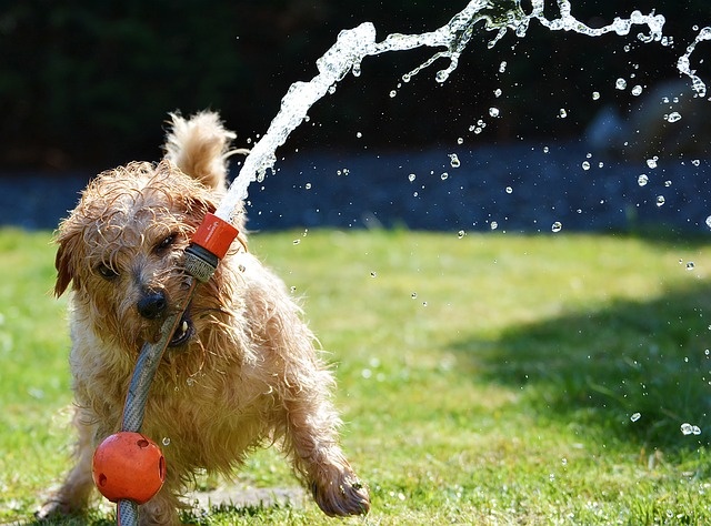 dog-1310545_640 dog-1310545_640