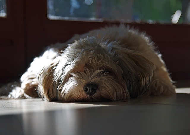 dog-2335335_640 dog-2335335_640