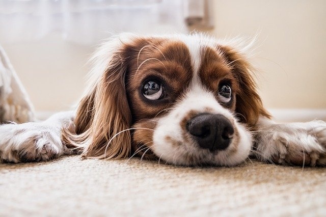 dog-2785074_640 dog-2785074_640
