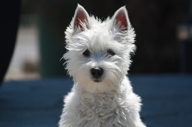 dog-2858271_640 dog-2858271_640