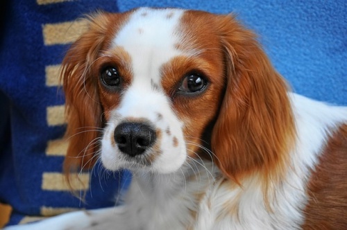 dog-3168186_640 dog-3168186_640