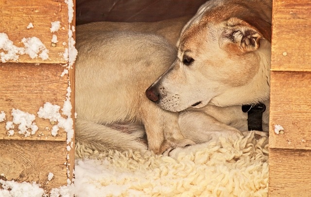 dog-3375363_640 dog-3375363_640