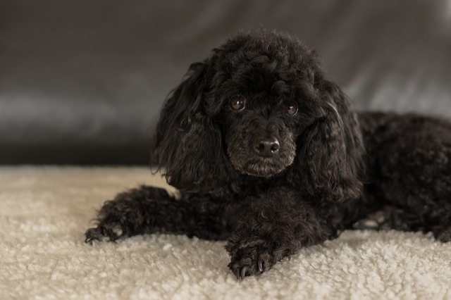 dwarf-poodle-black-3294512_640