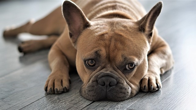 french-bulldog-4352827_640 french-bulldog-4352827_640