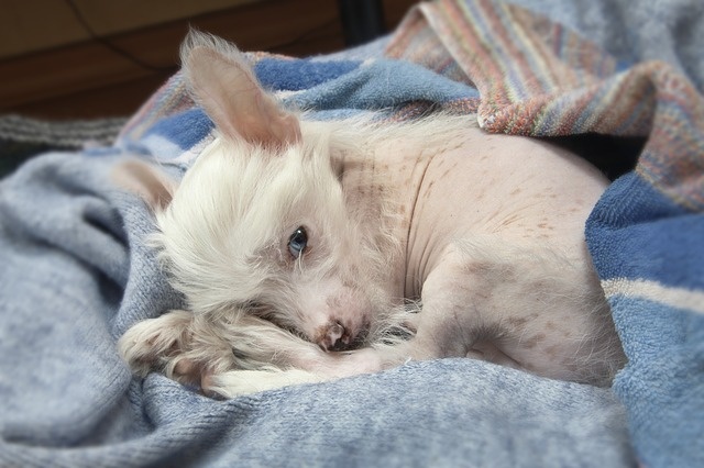 puppy-1684821_640 puppy-1684821_640