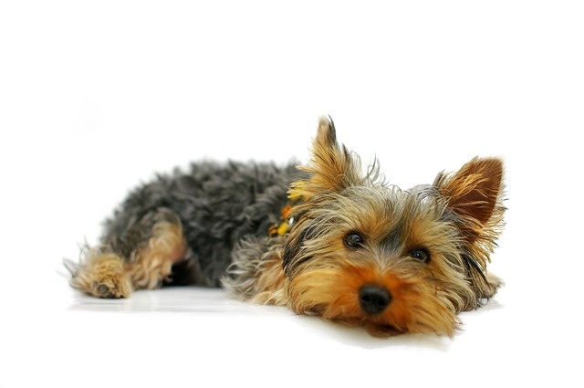 yorkshire-terrier-790362_640