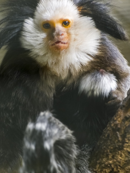 callithrix_geoffroyi_2020_02 callithrix_geoffroyi_2020_02