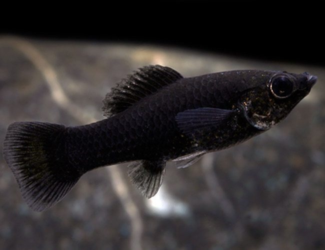 black-molly-fish-featured-image-by-animalaindetail