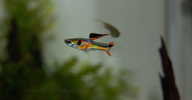 guppy-2921783_640