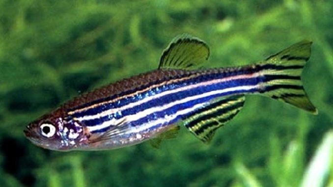 zebra_danio