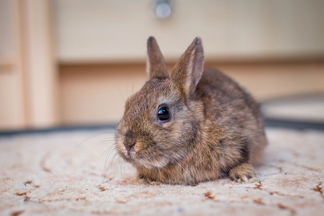 dwarf-bunny-2304450_640