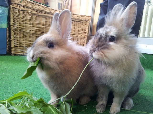rabbit-652329_640 rabbit-652329_640