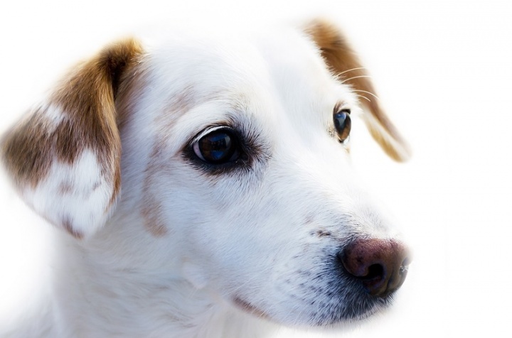 hair-white-puppy-dog-animal-alone-1253336-pxhere.com hair-white-puppy-dog-animal-alone-1253336-pxhere.com