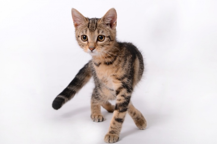 pet-kitten-cat-mammal-whiskers-savannah-893101-pxhere.com pet-kitten-cat-mammal-whiskers-savannah-893101-pxhere.com