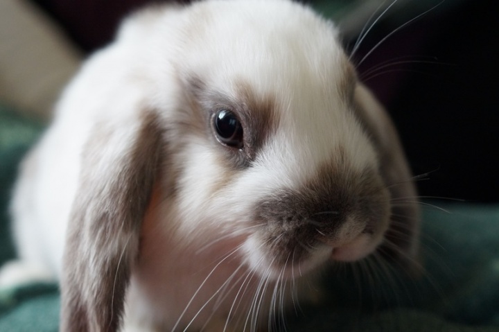 sweet-animal-cute-pet-mammal-rabbit-882804-pxhere.com