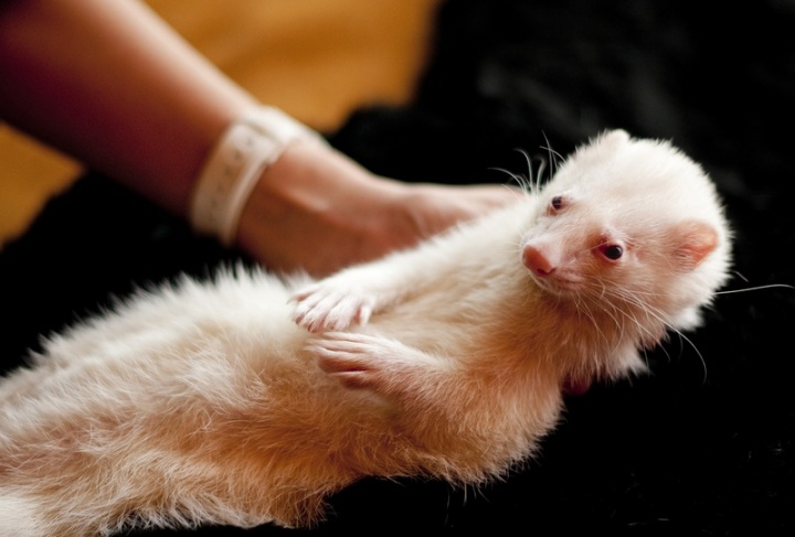 white-puppy-animal-pet-portrait-mammal-651417-pxhere.com white-puppy-animal-pet-portrait-mammal-651417-pxhere.com