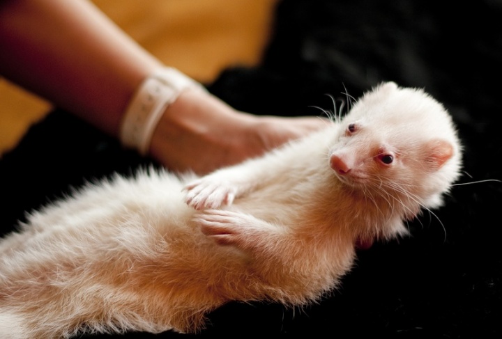 white-puppy-animal-pet-portrait-mammal-651417-pxhere.com