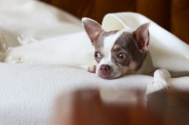animals-3596794_640 animals-3596794_640