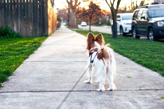 dog-4259565_640 dog-4259565_640