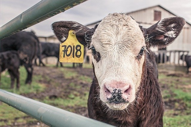 calf-362170_640 calf-362170_640