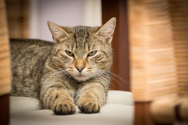 domestic-cat-726989_640 domestic-cat-726989_640