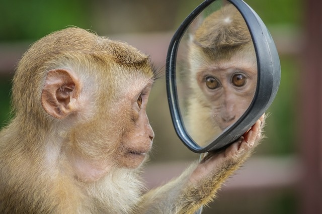 monkey-3512996_640 monkey-3512996_640