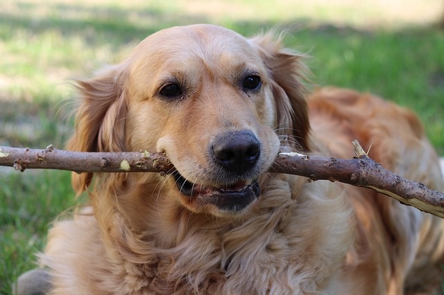 dog-3594546_640 dog-3594546_640