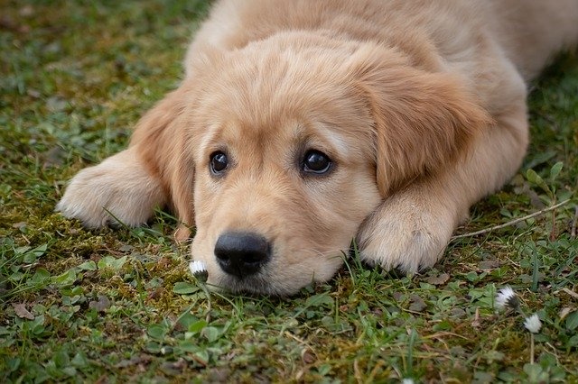 dog-4372036_640 dog-4372036_640