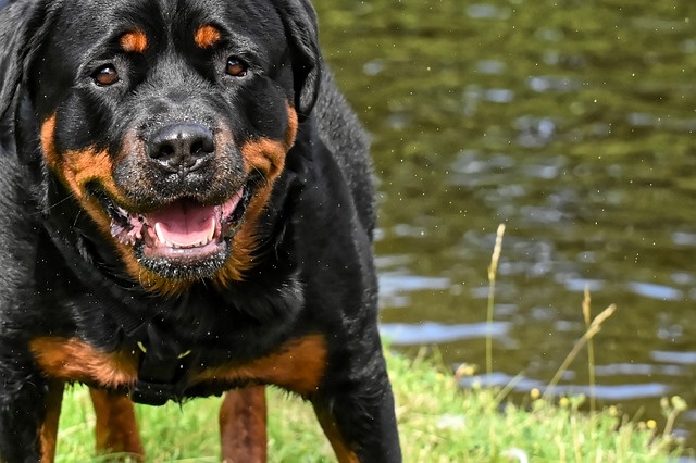 rottweiler-4781680_640