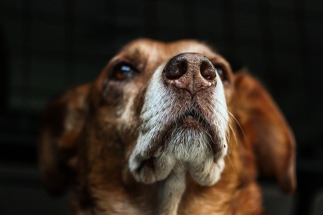 dog-813103_640 dog-813103_640