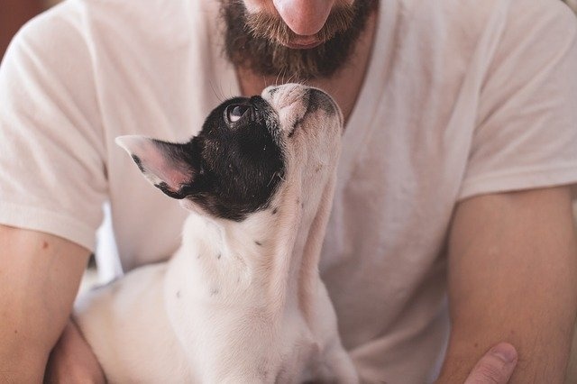 bulldogpasi bulldogpasi