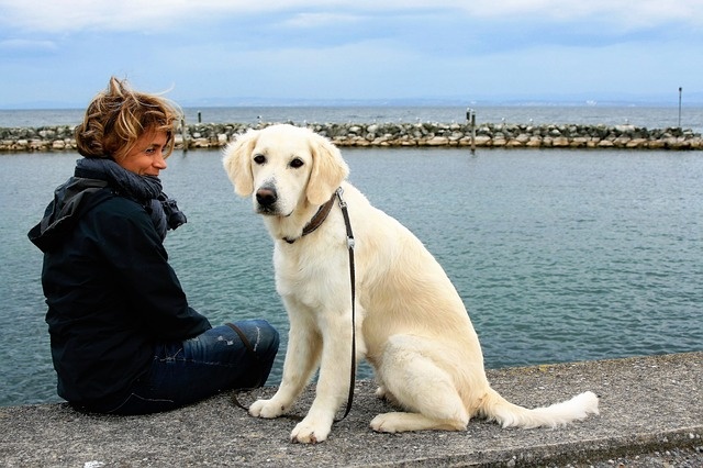 white-dog-2897935_640 white-dog-2897935_640
