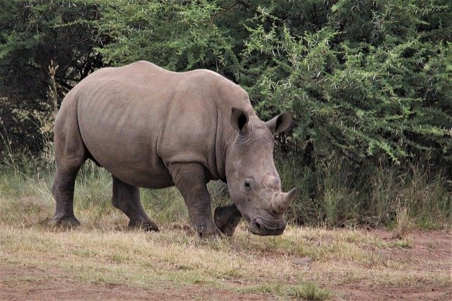 white-rhino-4905547_640 white-rhino-4905547_640