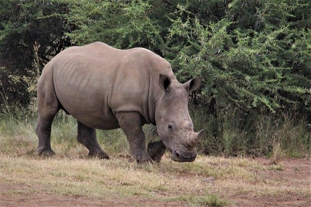 white-rhino-4905547_640