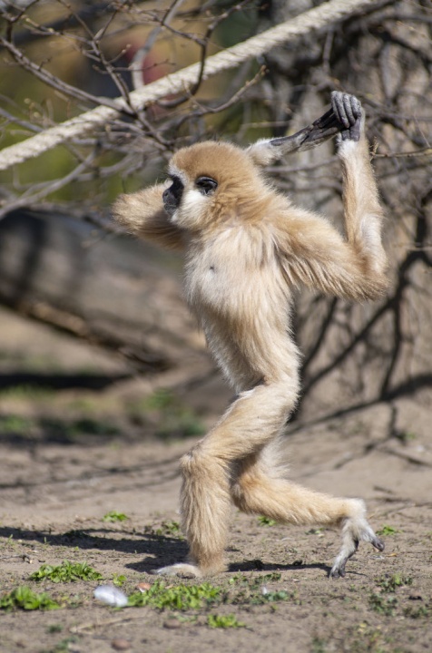 gibbon_allatkert_koronavirus gibbon_allatkert_koronavirus