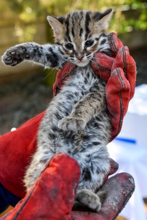 leopardmacska_kolyok leopardmacska_kolyok