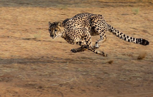 cheetah-2859581_640