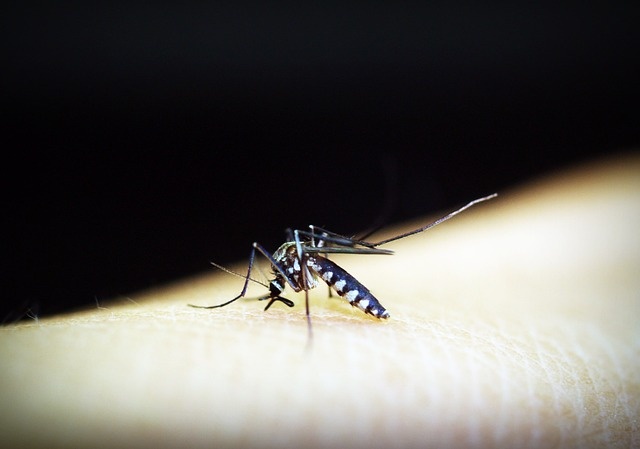 mosquito-1548948_640