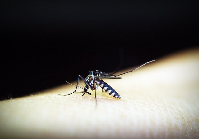 mosquito-1548948_640 mosquito-1548948_640