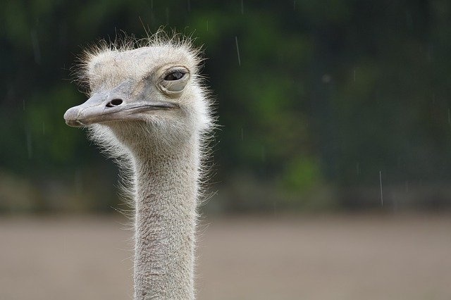 ostrich-4504017_640