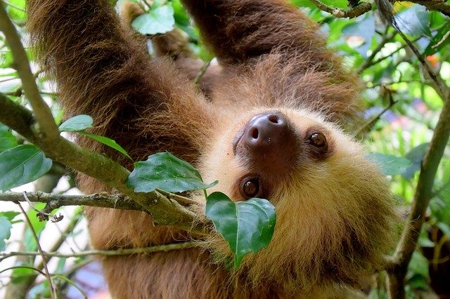 sloth-1879999_640