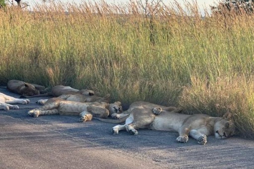 krugerparkoroszlan krugerparkoroszlan