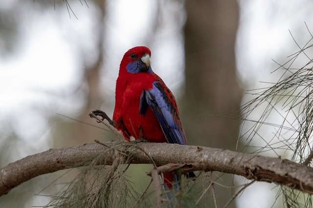 rosella-papagaj