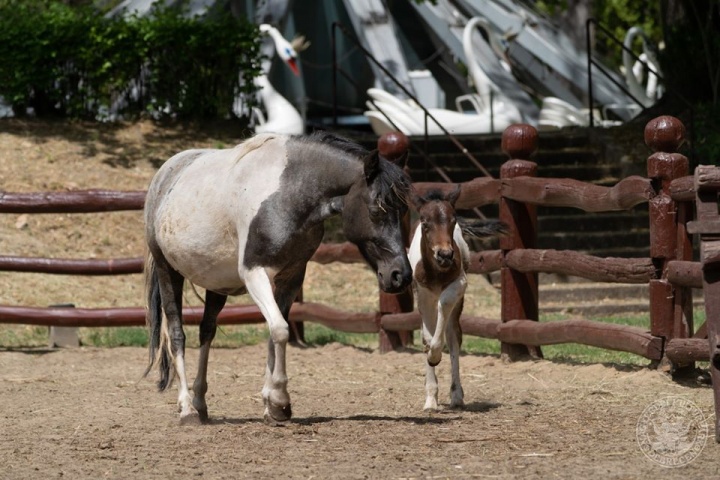 welsh-poni-debreceni-allatkert